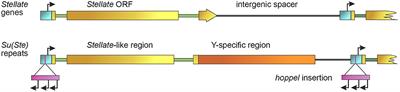 Stellate Genes and the piRNA Pathway in Speciation and Reproductive Isolation of Drosophila melanogaster